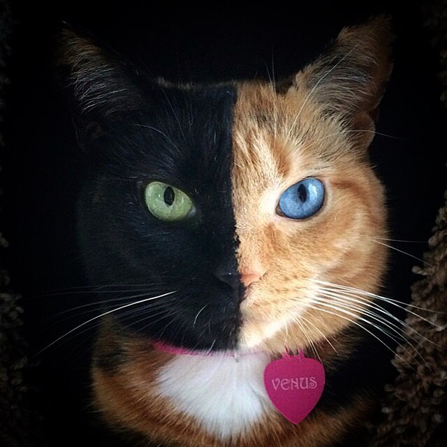Voici VENUS, le plus beau chat du monde ! La Maison des Filles
