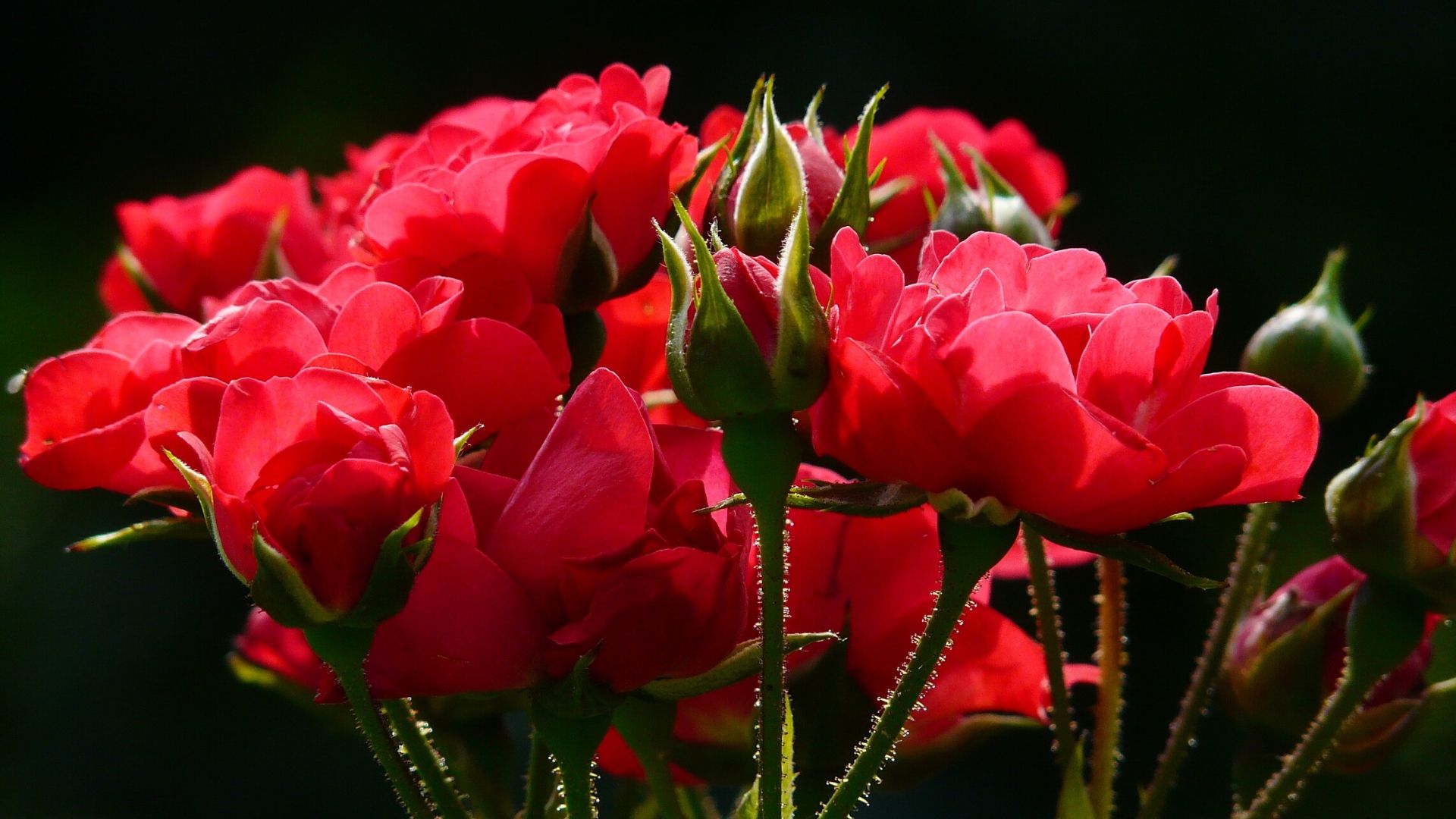 Faire livrer des fleurs ? Quelle bonne idée ! - La Maison des Filles