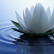 White Lotus la série qui m’a scotchée au canapé (et un peu mise mal à l’aise)