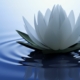 White Lotus la série qui m’a scotchée au canapé (et un peu mise mal à l’aise)